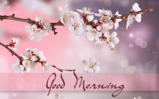 Branch flowers god morning pink - free flowers wallpaper for desktop