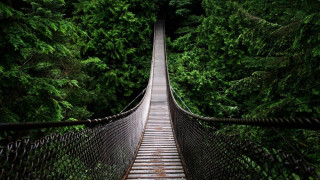 Suspension bridge forest trees walkway 4 - vancouver school free wallpaper
