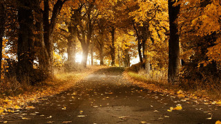 Autumn leaves magic road fire - the side of the road free wallpaper
