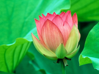 Pink flower green leaves blurry 16 - bloom free wallpaper