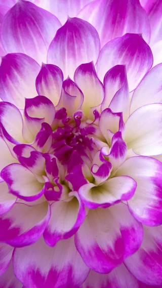 Purple white flower close up - a close up free wallpaper for mobile