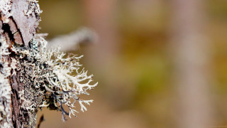 Tree lichen bark moss closeup - a close up of a tree free wallpaper