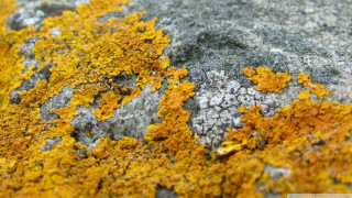 Rock yellow gray moss closeup - a close up of a rock free wallpaper