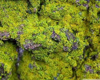 Mossy surface small rocks bird - a mossy surface free wallpaper