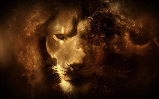 Intense lion face eyes expression - regal free wallpaper
