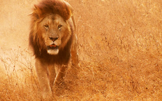 Lion walking dry grass field - a dry grass field free wallpaper