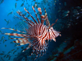 Lionfish swims water school fish - nearby free wallpaper for desktop