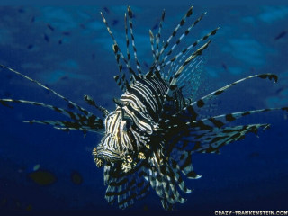 Lionfish coral reef ocean fish - winning free wallpaper