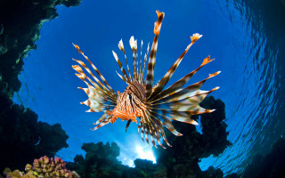 Lionfish ocean blue sky corals - free animals wallpaper for desktop