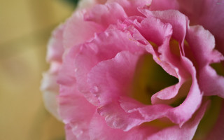 Pink flower yellow background blurry 9 - betye saar free wallpaper