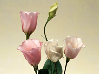 Vase three flowers tabletop beige - soft color free wallpaper