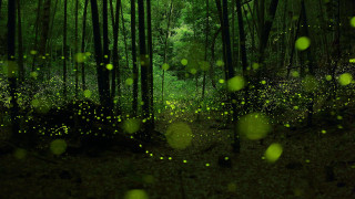 Forest green fireflies flying leaves - leaf and trees free wallpaper