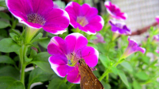 Bug flower garden purple background - a bug free wallpaper