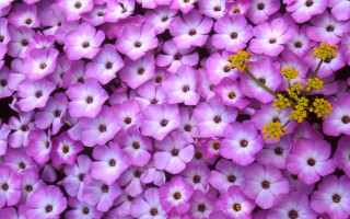 Purple flowers yellow centers bunch - a yellow center free wallpaper
