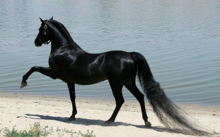Black horse beach water tail - its leg free wallpaper