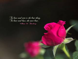 Pink rose quote vase flowers - the stem free wallpaper