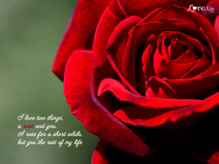 Red rose i love you - a red rose free wallpaper
