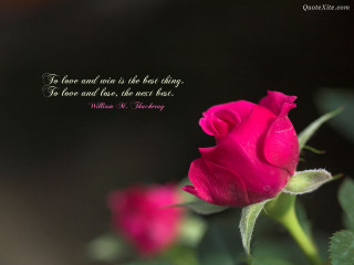 Pink rose quote on it 2 - most free wallpaper