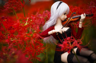 Doll violin flower field red - a red flower free wallpaper