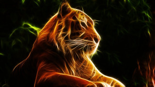 Tiger sitting dark eyes closed - its eye free wallpaper