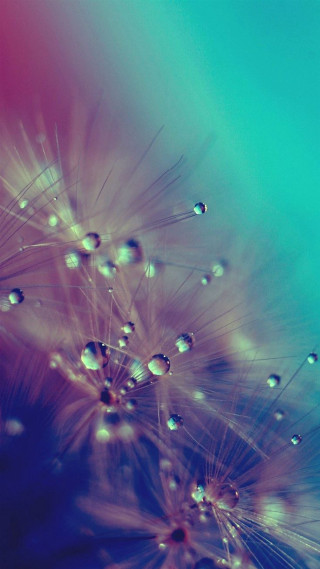 Dandelion water droplets blue sky - a blue sky background free wallpaper for mobile