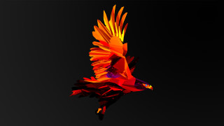 Colorful bird flying air black - brazier free wallpaper