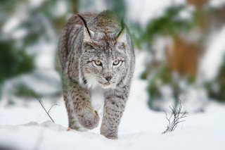 Lynx walking snow forest blurry - free winter wallpaper for desktop