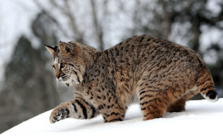 Cat snowy forest Carlos sharp - sharp claw free wallpaper