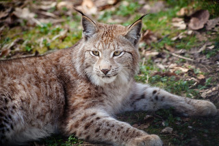 Lynx laying sad eyes open - a lynx free wallpaper