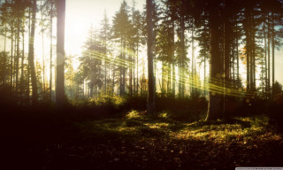Sunbeam forest trees grass background - tree and grass free wallpaper for desktop