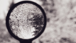 Mirror trees closeup blurry background - a macro photograph free wallpaper for desktop