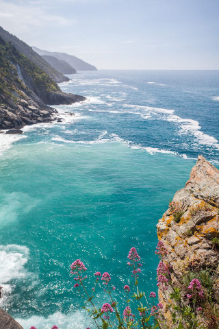 Ocean view cliff flowers foreground - bascove free wallpaper for mobile
