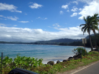 Car beach ocean palm trees - palm tree free wallpaper