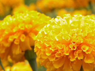 Yellow flower close up blurry - a yellow flower free wallpaper