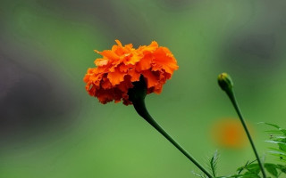 Orange flower blurry background green - orange flower free wallpaper for desktop