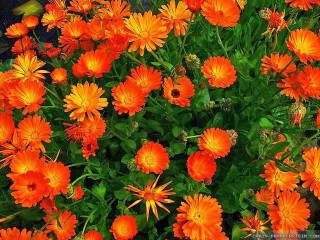 Orange flowers garden green leaves - green leaf and flowers free wallpaper