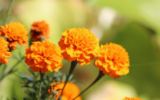 Orange flowers green leaves blurry 3 - orange flower free wallpaper