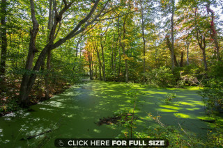 Swampy area with trees and - here free wallpaper