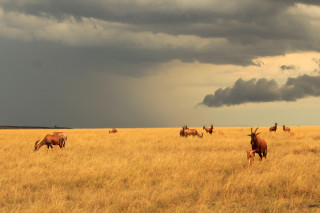 Herd grazing dryfield cloudysky mountains - dry free wallpaper