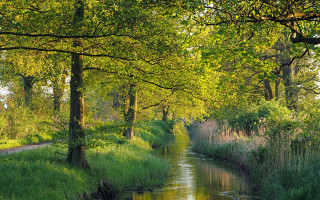 River lush forest trees grass 3 - ground next free wallpaper
