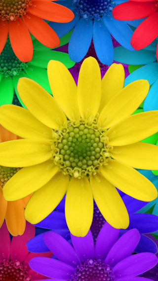 Colorful flower green center surrounded 2 - other flower free wallpaper
