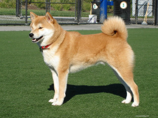 Shiba inu dog fence fire - japanese free wallpaper