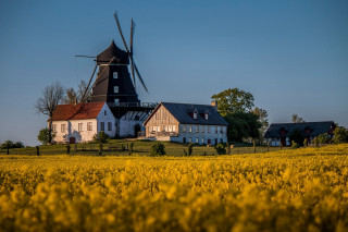 Windmill yellow flowers trees foreground - a windmill free wallpaper