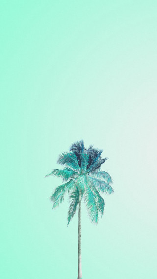 Palm tree blue sky green - a green sky in the background free wallpaper