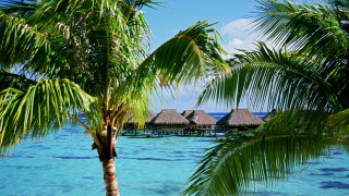 Tropical beach hut palm trees - a blue ocean in the background free wallpaper