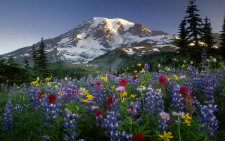 Snowy mountain flowers foreground scenery - a field of wildflowers free wallpaper