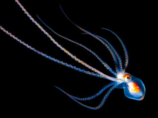Blue orange jellyfish long tentacles - arie smit free wallpaper