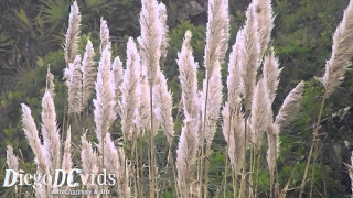 Tall white grass trees bird - the background and a bird free wallpaper