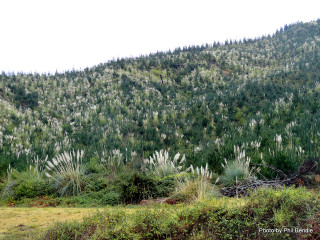 Mountain trees cow grass bushes - forest free wallpaper