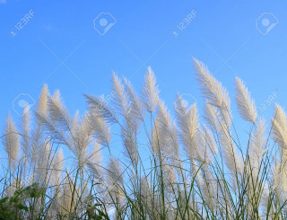 White grass blowing sunny day - sunny free wallpaper for desktop